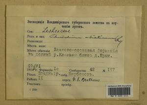 Abietinella abietina (Hedw.) M. Fleisch., Гербарий мохообразных, Мхи - Центральное Нечерноземье (B6) (Россия)