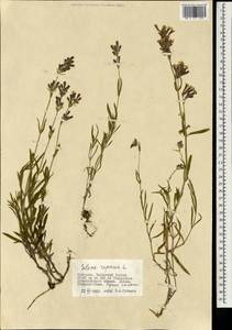 Смолевка ползучая Patrin, Монголия (MONG) (Монголия)