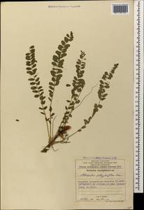 Astragalus apricus Bunge, Кавказ, Азербайджан (K6) (Азербайджан)