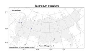 Taraxacum crassipes H. Lindb., Атлас флоры России (FLORUS) (Россия)