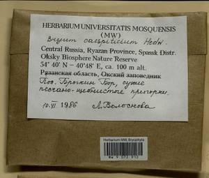 Ptychostomum imbricatulum (Müll. Hal.) Holyoak & N. Pedersen, Гербарий мохообразных, Мхи - Центральное Нечерноземье (B6) (Россия)