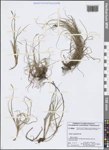 Осока наскальная, Осока скальная All., Сибирь, Центральная Сибирь (S3) (Россия)