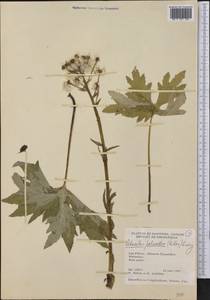 Petasites frigidus var. palmatus (Aiton) Cronquist, Америка (AMER) (Канада)