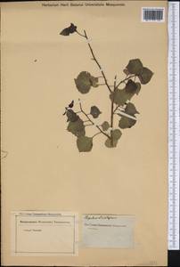 Populus deltoides subsp. deltoides, Америка (AMER) (Неизвестно)
