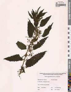 Urtica dioica var. holosericea Fr., Сибирь, Чукотка и Камчатка (S7) (Россия)