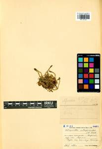 Selaginoides spinulosa (A. Braun ex Döll) Li Bing Zhang & X. M. Zhou, Сибирь, Прибайкалье и Забайкалье (S4) (Россия)