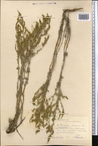 Seriphidium lercheanum var. astrachanicum (Kazak.) Y.R. Ling, Средняя Азия и Казахстан, Прикаспийский Устюрт и Северное Приаралье (M8) (Казахстан)