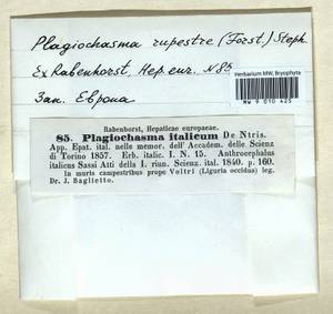 Plagiochasma rupestre (J.R. Forst. & G. Forst.) Steph., Гербарий мохообразных, Мхи - Западная Европа (BEu) (Италия)