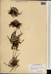 Saussurea stella Maxim., Зарубежная Азия (ASIA) (КНР)