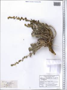 Seriphidium leucotrichum (Krasch. ex Ladyg.) Bremer & Humphries ex Y.R. Ling, Средняя Азия и Казахстан, Памир и Памиро-Алай (M2) (Таджикистан)