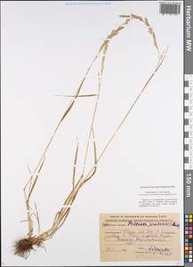 Lolium pratense (Huds.) Darbysh., Восточная Европа, Центральный лесной район (E5) (Россия)