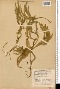 Spinulum annotinum subsp. annotinum, Кавказ, Грузия (K4) (Грузия)