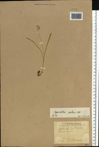 Muscari pallens (M.Bieb.) Fisch., Восточная Европа, Центральный лесостепной район (E6) (Россия)