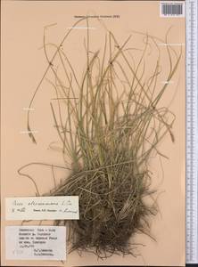 Carex haematostoma Nees, Средняя Азия и Казахстан, Северный и Центральный Тянь-Шань (M4) (Киргизия)