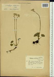 Камнеломка Нельсона, Сибирь, Чукотка и Камчатка (S7) (Россия)