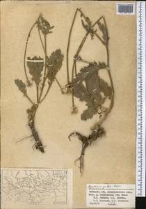 Tanacetum galae (Popov) Nevski, Средняя Азия и Казахстан, Памир и Памиро-Алай (M2) (Узбекистан)