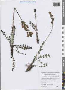 Мытник скипетровидный L., Сибирь, Якутия (S5) (Россия)