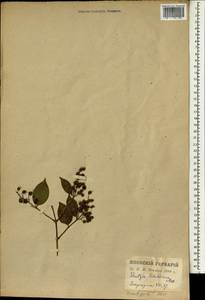 Deutzia scabra var. sieboldiana (Maxim.) Hara, Зарубежная Азия (ASIA) (Япония)