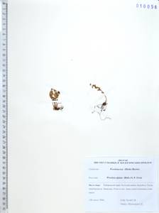 Вудсия альпийская (Bolton) Gray, Сибирь, Дальний Восток (S6) (Россия)