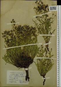 Crepidiastrum tenuifolium (Willd.) Sennikov, Сибирь, Западный (Казахстанский) Алтай (S2a) (Казахстан)