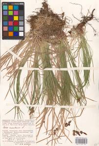 Осока горная L., Восточная Европа, Центральный район (E4) (Россия)