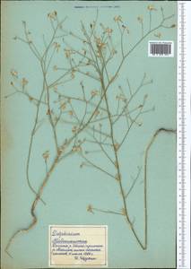 Живокость, Средняя Азия и Казахстан, Памир и Памиро-Алай (M2) (Таджикистан)