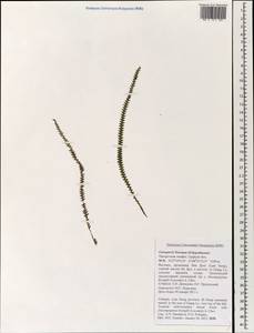 Ctenopterella, Зарубежная Азия (ASIA) (Вьетнам)