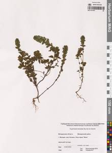 Euphrasia × vernalis List, Сибирь, Чукотка и Камчатка (S7) (Россия)