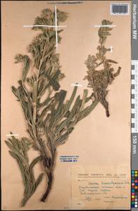 Onosma setosa subsp. transrhymnense (Klokov ex Popov) Kamelin, Средняя Азия и Казахстан, Северный и Центральный Казахстан (M10) (Казахстан)