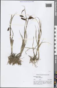 Осока, Сибирь, Алтай и Саяны (S2) (Россия)