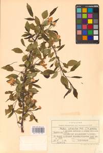 Яблоня лесная Mill., Восточная Европа, Центральный лесостепной район (E6) (Россия)