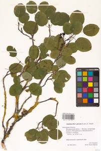 Amelanchier × spicata (Lam.) K.Koch, Восточная Европа, Центральный район (E4) (Россия)