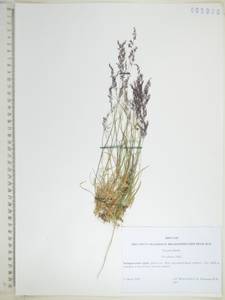 KHA5990, Мятлик сизый Vahl, Сибирь, Дальний Восток (S6) (Россия)