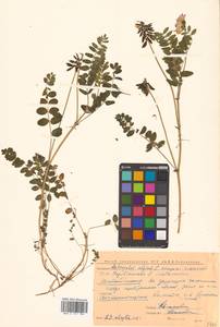 Астрагал альпийский L., Сибирь, Чукотка и Камчатка (S7) (Россия)