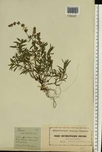 Thymus pannonicus All., Восточная Европа, Московская область и Москва (E4a) (Россия)