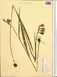 Шпажник кавказский Herb., Кавказ, Ставропольский край, Карачаево-Черкесия, Кабардино-Балкария (K1b) (Россия)
