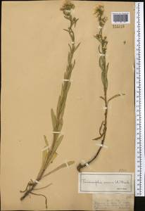 Мелколепестник едкий L., Средняя Азия и Казахстан, Джунгарский Алатау и Тарбагатай (M5) (Казахстан)