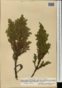 Можжевельник скальный Pall., Монголия (MONG) (Монголия)