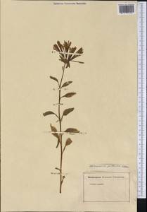 Alstroemeria psittacina Lehm., Америка (AMER) (Неизвестно)