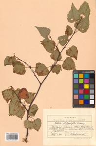 Betula pendula subsp. mandshurica (Regel) Ashburner & McAll., Сибирь, Дальний Восток (S6) (Россия)