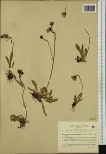 Pilosella sphaerocephala (Rchb.) F. W. Schultz & Sch. Bip., Западная Европа (EUR) (Италия)