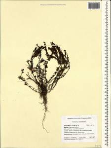 Вероника многораздельная L., Крым (KRYM) (Россия)