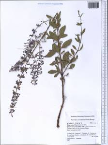 Salvia scrophulariifolia (Bunge) B.T.Drew, Средняя Азия и Казахстан, Западный Тянь-Шань и Каратау (M3) (Киргизия)