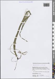 Ежеголовник плавающий L., Сибирь, Прибайкалье и Забайкалье (S4) (Россия)