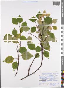 Betula pubescens subsp. pubescens, Восточная Европа, Северный район (E1) (Россия)