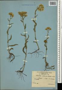 Тысячелистник щетинистый, Чихотник щетинистый Waldst. & Kit., Кавказ, Южная Осетия (K4b) (Южная Осетия)