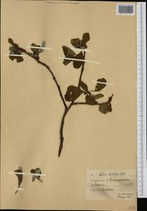 Ива арктическая Pall., Сибирь, Чукотка и Камчатка (S7) (Россия)