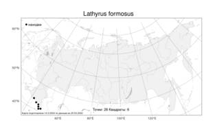 Lathyrus formosus (Steven) Kenicer, Атлас флоры России (FLORUS) (Россия)
