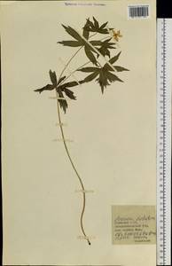 Anemonastrum dichotomum (L.) Mosyakin, Сибирь, Прибайкалье и Забайкалье (S4) (Россия)