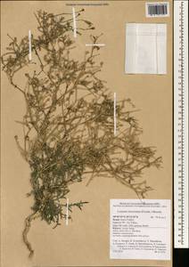 Launaea mucronata (Forssk.) Muschl., Зарубежная Азия (ASIA) (Израиль)